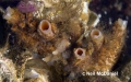 Tunicata (sea squirts)