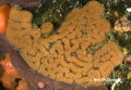 Tunicata (sea squirts)