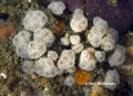 Tunicata (sea squirts)