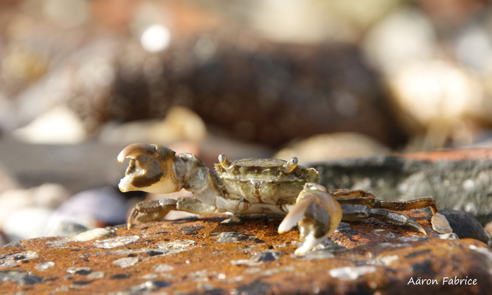 Hemigrapsus takanoi Asakura & Watanabe, 2005 