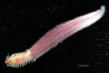 Polychaeta (bristle worms)