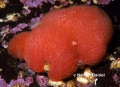 Tunicata (sea squirts)