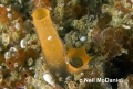 Tunicata (sea squirts)