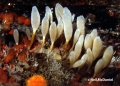 Porifera (sponges)