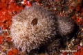 Porifera (sponges)