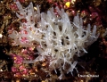 Porifera (sponges)