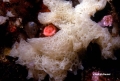 Porifera (sponges)