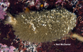 Porifera (sponges)