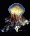 Scyphozoa (jelly fish)