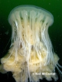 Scyphozoa (jelly fish)