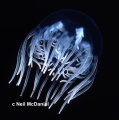 Hydrozoa (hydroids)