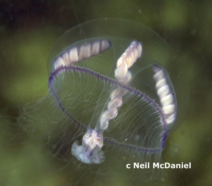 Eutonina indicans Eutonina indicans