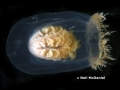 Hydrozoa (hydroids)