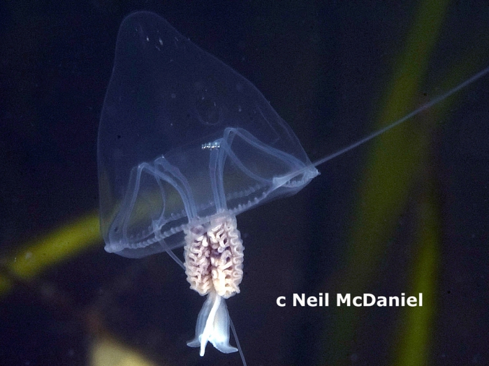 Stomotoca atra Stomotoca atra