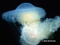 Scyphozoa (jelly fish)