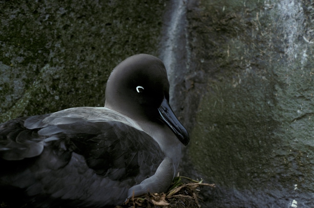 Light-mantled Sooty Albatross adult on nest 2a Light-mantled Sooty Albatross adult on nest 2a