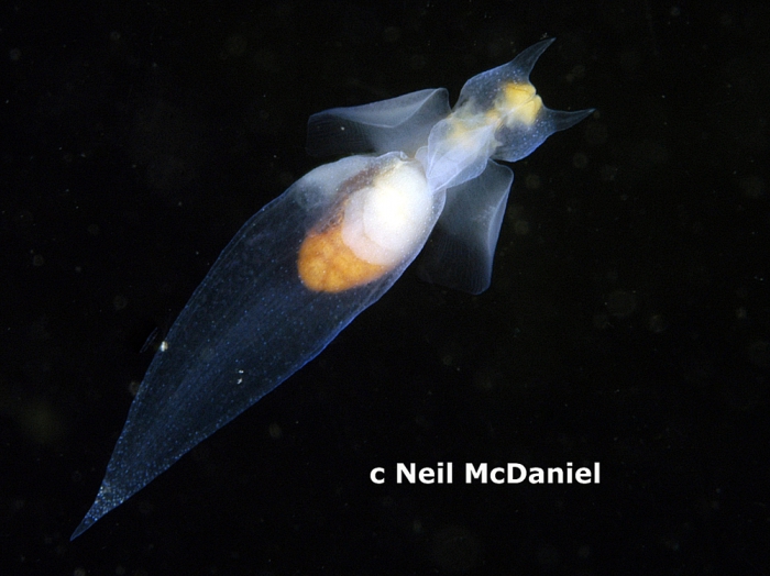 Clione limacina Clione limacina