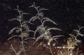 Hydrozoa (hydroids)