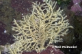 Hydrozoa (hydroids)