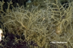 Hydrozoa (hydroids)