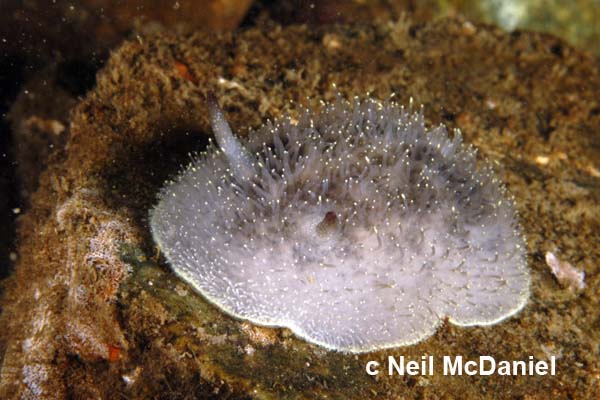 Acanthodoris nanaimoensis