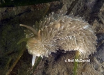 Cladobranchia