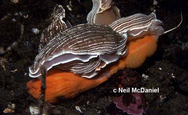 Armina californica Armina californica