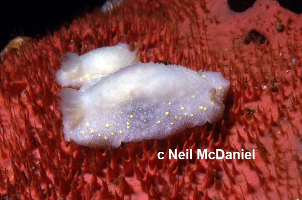 Cadlina modesta Cadlina modesta