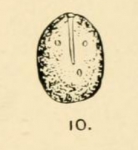 Chromista - Foraminifera (foraminifers)