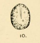 Lagena globosa var. grandipora Goddard & Jensen, 1907