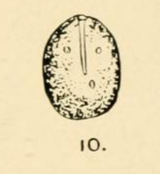 Lagena globosa var. grandipora Goddard & Jensen, 1907