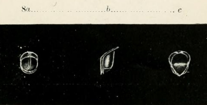 Lagena irregularis Sidebottom, 1906