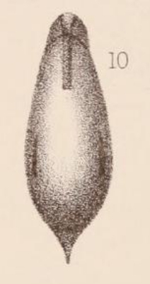 Lagena acuta var. virgulata Sidebottom, 1912