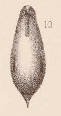 Lagena acuta var. virgulata Sidebottom, 1912 Lagena acuta var. virgulata Sidebottom, 1912