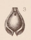 Lagena alveolata var. carinata Sidebottom, 1912