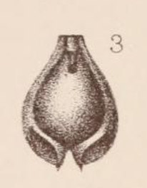Lagena alveolata var. carinata Sidebottom, 1912 Lagena alveolata var. carinata Sidebottom, 1912