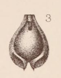 Lagena alveolata var. carinata Sidebottom, 1912