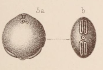 Lagena alveolata var. separans Sidebottom, 1912