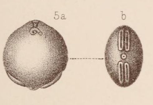Lagena alveolata var. separans Sidebottom, 1912 Lagena alveolata var. separans Sidebottom, 1912