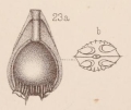 Chromista - Foraminifera (foraminifers)