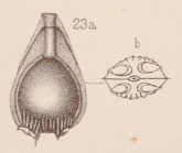 Lagena auriculata var. duplicata Sidebottom, 1912