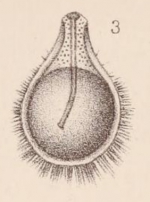 Lagena bicarinata var. horrida Sidebottom, 1912