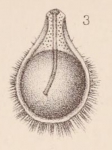 Lagena bicarinata var. horrida Sidebottom, 1912