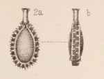 Lagena bicarinata var. imbricata Sidebottom, 1912