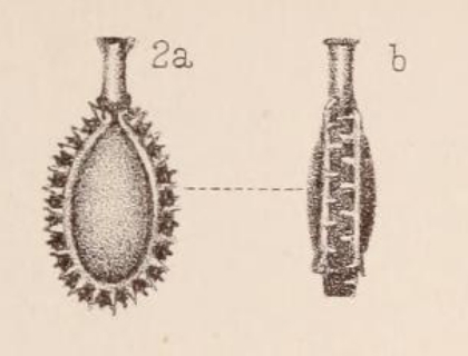 Lagena bicarinata var. imbricata Sidebottom, 1912 Lagena bicarinata var. imbricata Sidebottom, 1912