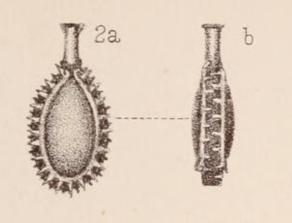 Lagena bicarinata var. imbricata Sidebottom, 1912