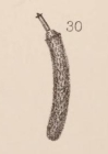 Lagena botelliformis var. rugosa Sidebottom, 1912