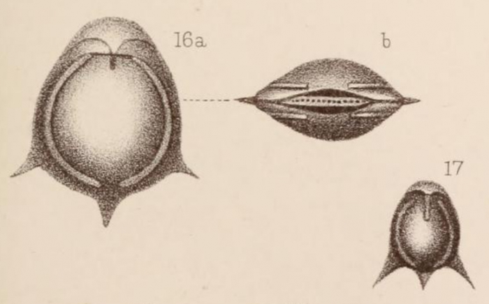 Lagena fasciata var. spinosa Sidebottom, 1912