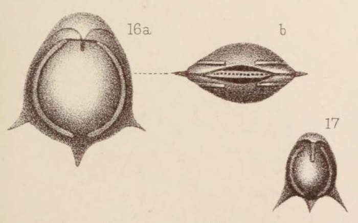Lagena fasciata var. spinosa Sidebottom, 1912 Lagena fasciata var. spinosa Sidebottom, 1912