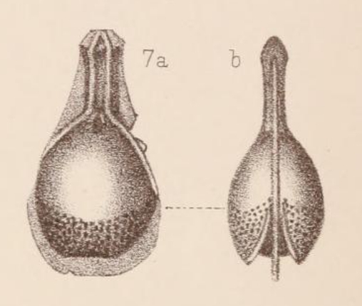 Lagena clypeatomarginata var. crassa Sidebottom, 1912